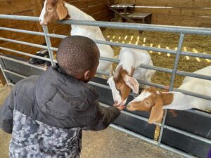 A child feeding two small goats