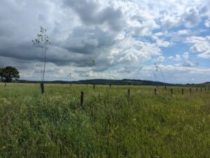 A field of grass with a hill in the background