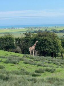 A giraffe standing in a grassy field