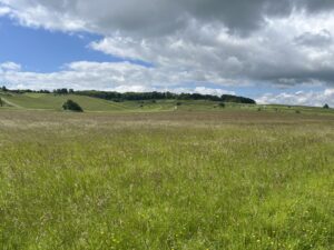 A field of grass and trees