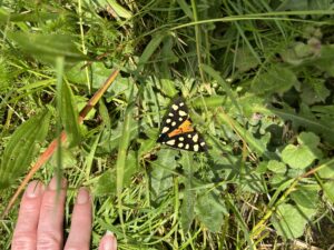 A butterfly on a leaf